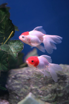 金魚