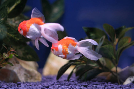 金魚