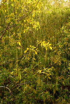 雨水和陽光