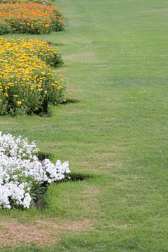 Flowers在花園里