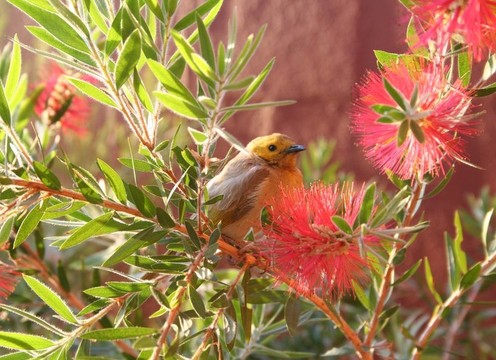 斑馬Finch