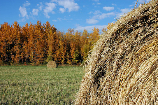 秋天的Hay Bales