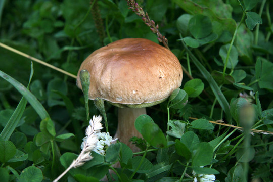 蘑菇