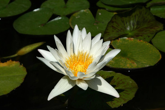 白色的花7