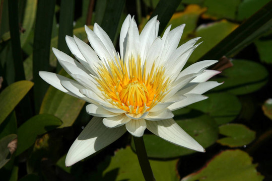 白色的花8