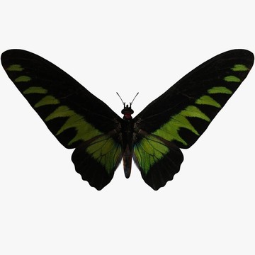 蝴蝶