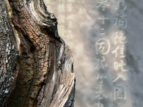 禪的抽象形象