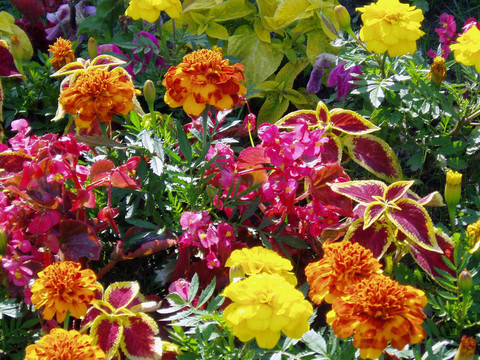 flowerses