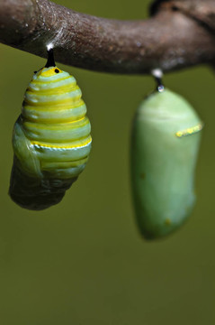 轉(zhuǎn)型