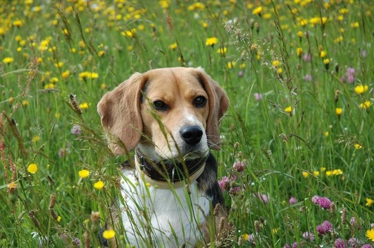 比格犬