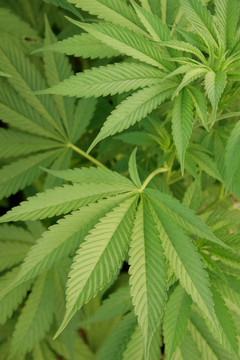 大麻1