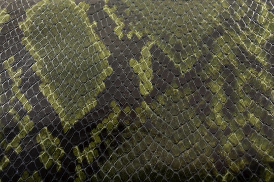 蛇皮紋理