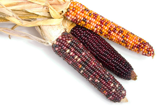 印度corn1