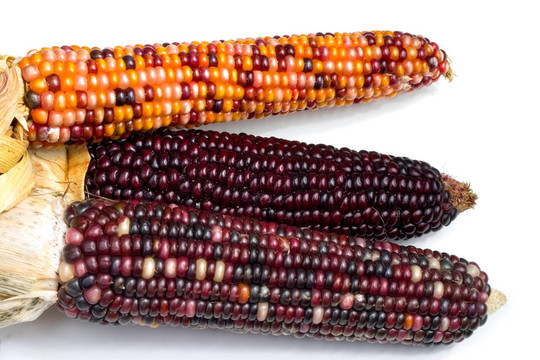 印度corn2