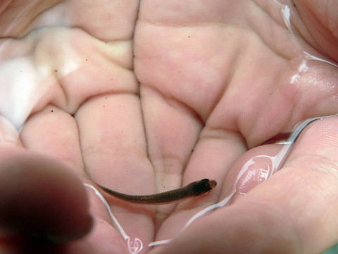 小湖為年輕的魚2
