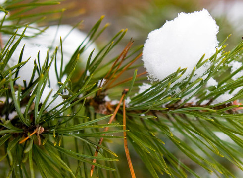 雪下的松樹
