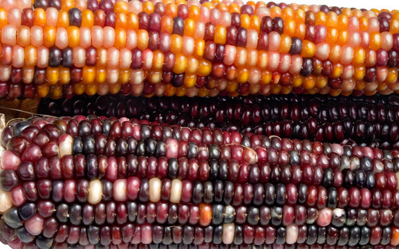 印度corn3