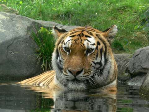 tiger14