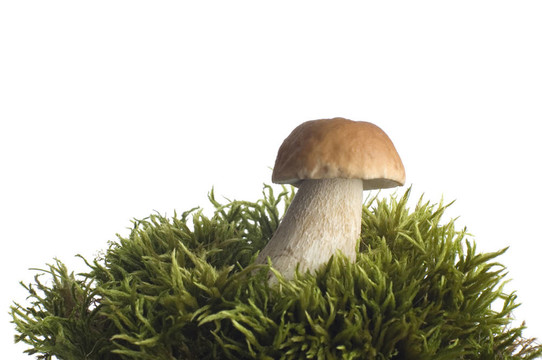 蘑菇