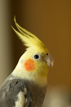 玄鳳鸚鵡的肖像