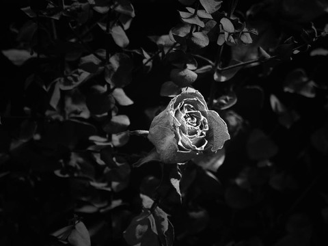 仿古玫瑰黑色和白色