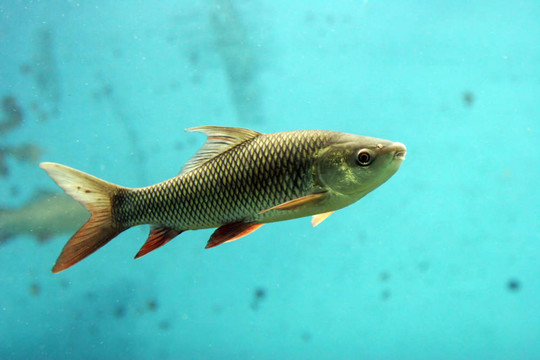 魚
