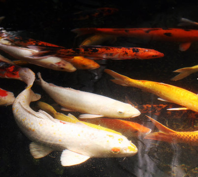 魚