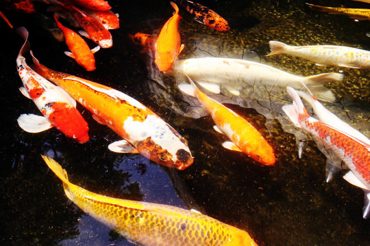 巨大的金魚