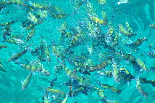 海中的魚