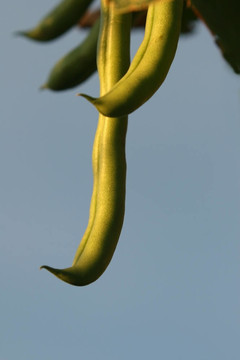 豆桿