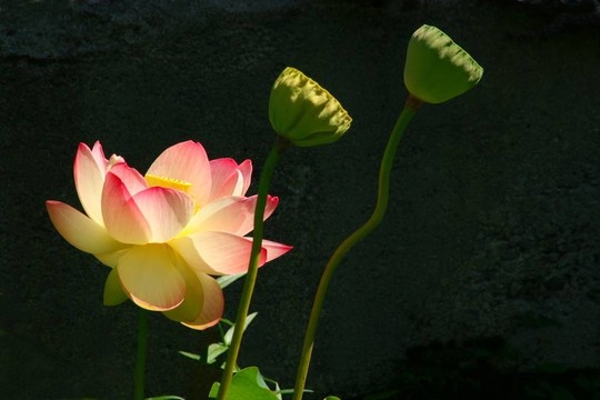 陽光燦爛的蓮花