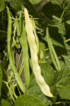 豆