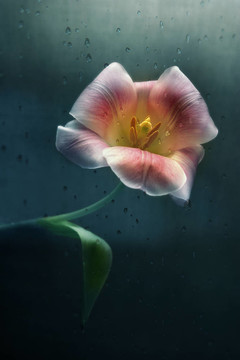 花滴