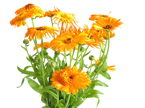 金盞花