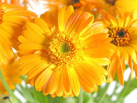 金盞花