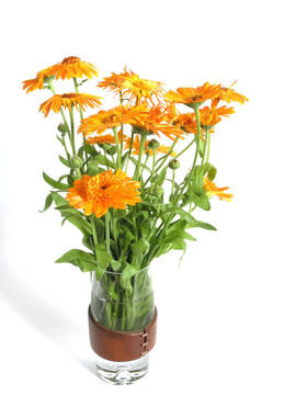 金盞花