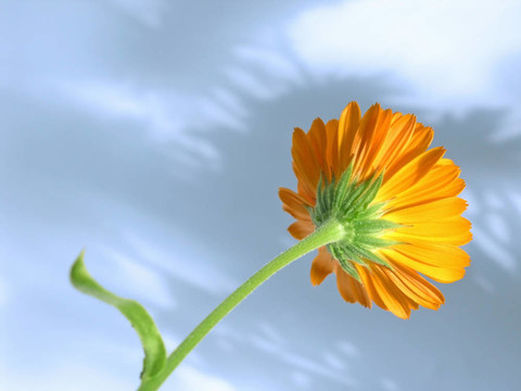 金盞花