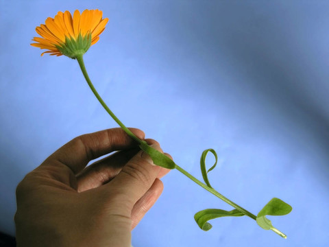 金盞花