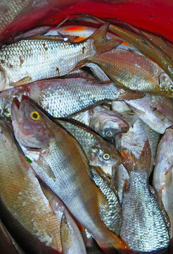河流魚類
