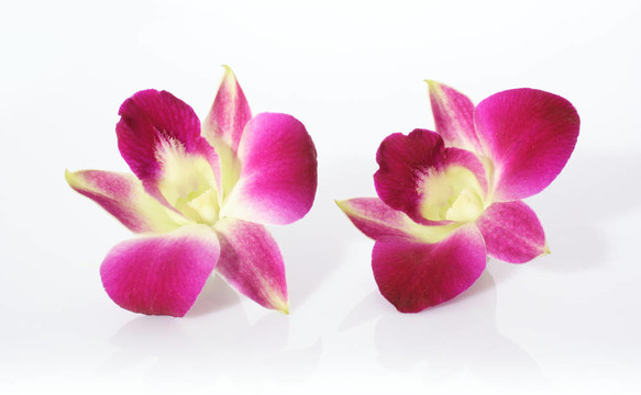 蘭花