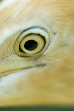 鳥之眼