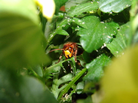 蜜蜂