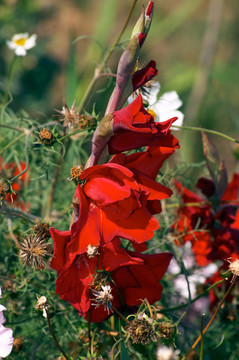 Gladiolus和大波斯菊