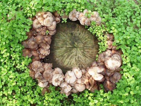 蘑菇