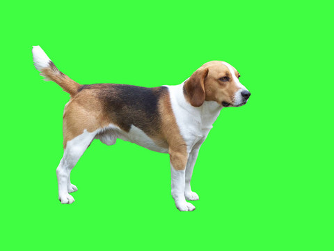 比格犬