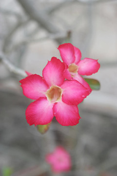 粉紅色的花