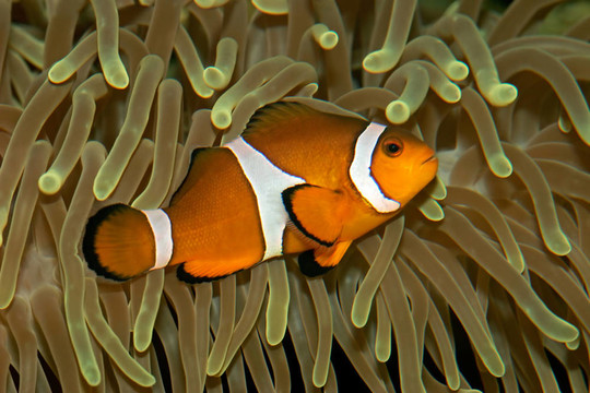 小丑魚
