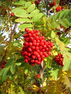 rowanberries
