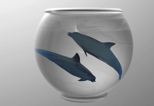海豚