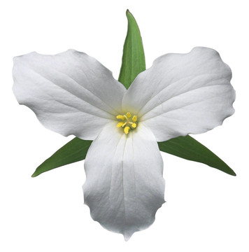 白色延齡草